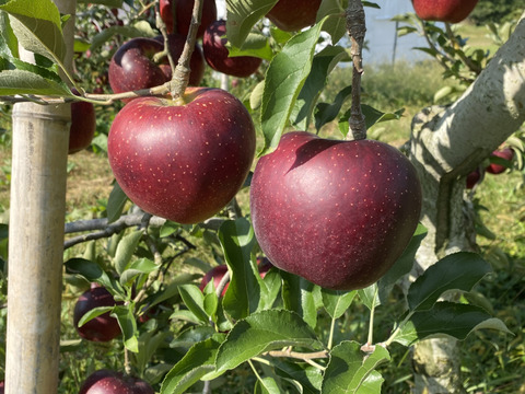 信州産　秋映(りんご) 約5kg