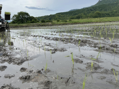 今や幻のお米！？自然栽培の旭米（30kg）玄米　自然米