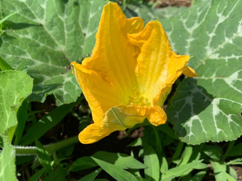 草と菌、天水で育てた 島かぼちゃ（八丈島系）　3kg