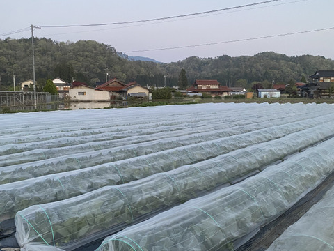 2【数量限定】農薬不使用の旨キャベツ！今だけの柔らかい春キャベツ