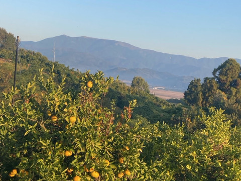 年末用　高糖度登録園みかん　１０ｋg