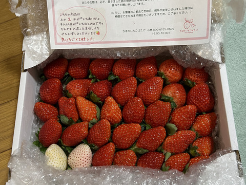 春SALE!!
トクトク🍓いちごの宝石箱
朝摘み完熟❤️酵素栽培のこだわりいちご
【いちご食べ比べ】