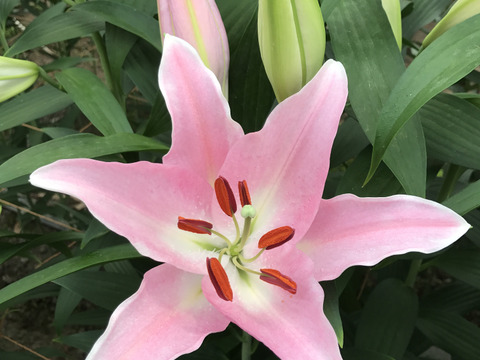 通常版 Life With Lilies オリエンタルユリピンク５本束 おうち時間を彩る 夏場価格になりました 栃木県産 食べチョク 農家 漁師の産直ネット通販 旬の食材を生産者直送