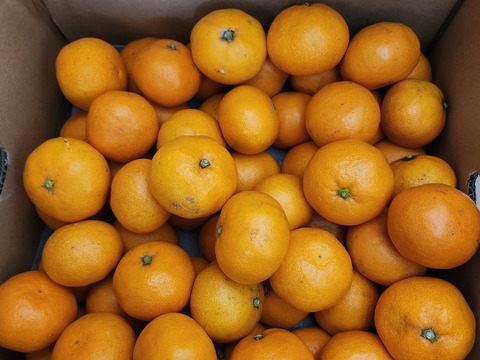 【もう1個だけの無限ループ！】暁みかん5kg（小玉サイズ）【冬ギフト】【愛媛県産】