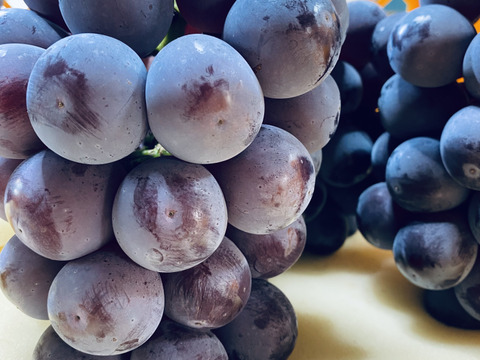 岡山県産✨ピオーネ🍇&オーロラブラック食べ比べお任せセット1.8kg（5