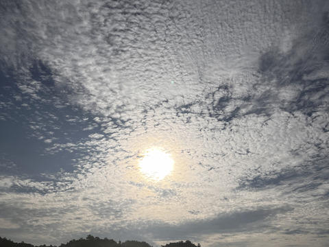 【福袋2025】野生日本蜜蜂　花粉蜜1個110g【非加熱の生はちみつ】🎉8周年記念スペシャルプライス🎉  人気の日本蜜蜂の花粉蜜4,260円→3,400円（800円OFF！）