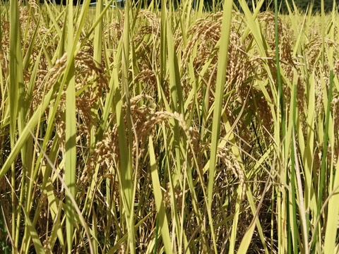 新米 令和7年産 強い粘りのミルキークイーン 一等米　5㎏