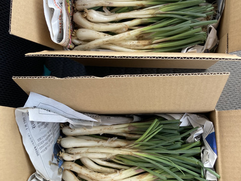 2026年シーズン 石垣島産 島らっきょう １キロ！