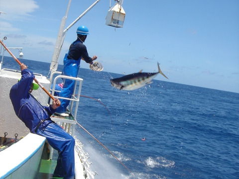 S1セット日光丸船上活〆鰹藁焼と鰹赤身2ブロック x 各2ブロック（合計4ブロック)