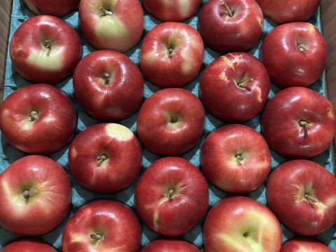 シナノプッチ5キロ箱 訳あり品 商品ID98182 長野県 信州 安曇野 リンゴ 幻 幻のリンゴ 予約 希少 旬