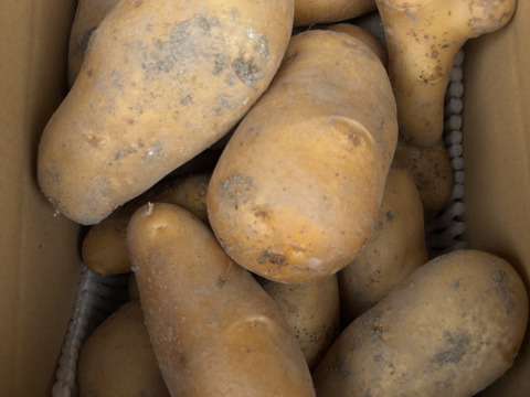 煮崩れしにくいジャガイモ　メークイン　3キロ入り