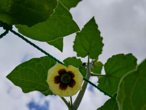 芳醇な香り♪フルーツほおづき　300g（24粒～30粒）