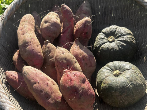 【秋の収穫祭 ハロウィン企画 数量限定】有機JAS 南阿蘇産さつまいもハロウィンスイート（3kg） x 坊ちゃんかぼちゃ（500g以上 x 2個）