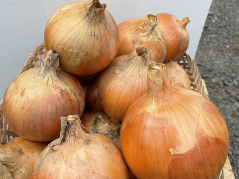 【北海道産】たまねぎ5キロ入