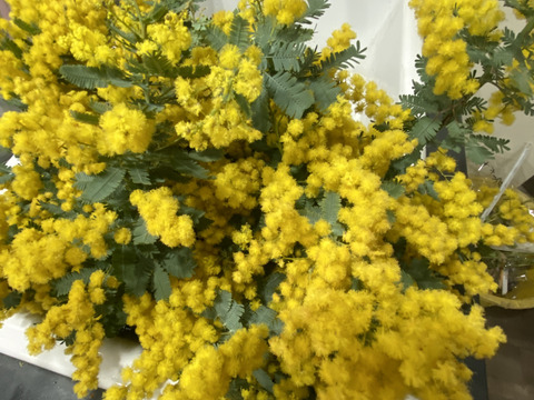 【ふわふわのミモザ10本】春を感じさせるミモザのふわふわとした美しさをぜひ楽しんでみて！ドライフラワーにも楽しめます。