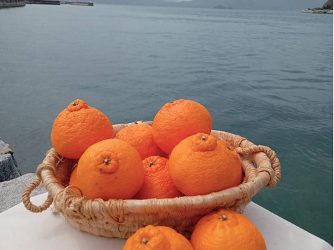 【春販売】瀬戸田発！農薬・肥料不使用の不知火（2kg）