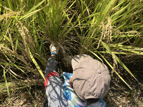 【令和7年新米】福岡県産お米 夢つくし 白米9kg 特別栽培農法