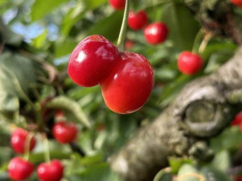 【 珍商品 】【 さくらんぼ：佐藤錦：双子ちゃんパック 】山形県天童産 500g【 届いてビックリ！！ 】【 訳あり 】父の日のプレゼントに💖🍒