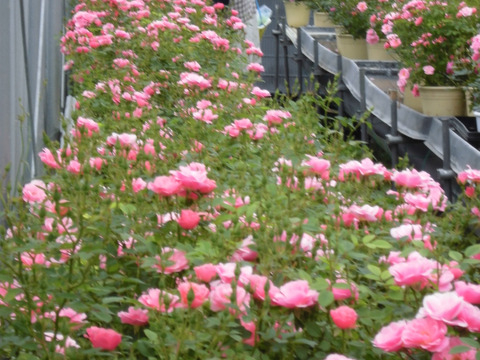 母に日の特別な贈り物　100輪の蕾付き　ミニバラ特大鉢