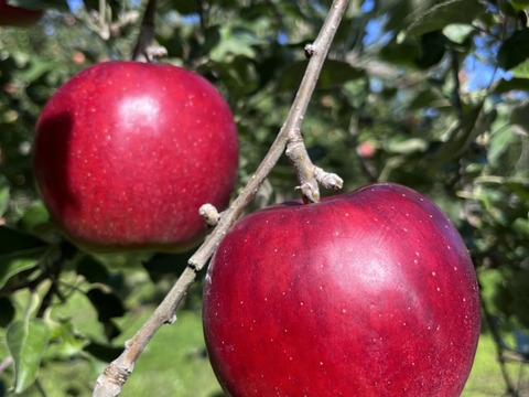 訳あり 紅玉 3キロ箱 8～12玉 長野県産