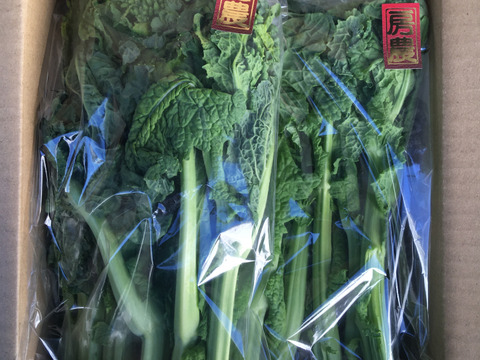 生産量日本一！南房総の『菜花（なばな）』250g×4袋（1kg）