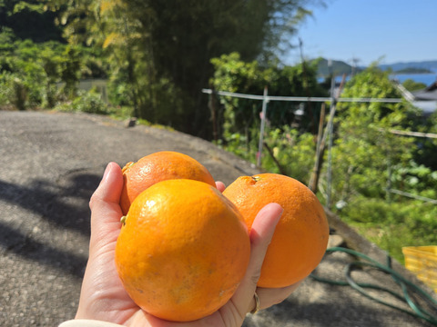 じゅわっとセミノール3kg