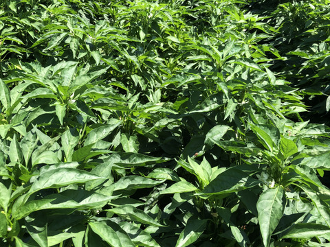 農家自慢の葉唐辛子　お得な大容量１キロ！&サービス夏野菜と共にお届け致します。