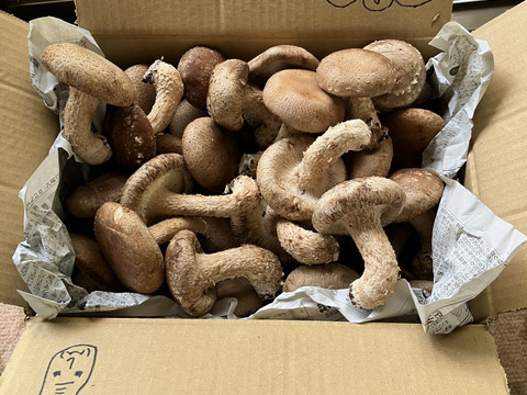 ☆規格外品☆見た目を気にせずお得に美味しいしいたけを食べたい方必見！たっぷり1ｋｇ