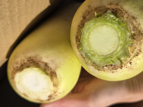 【同梱発送】自然栽培大根×ネギ