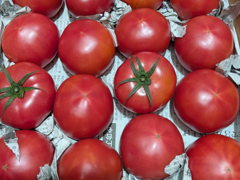 毎食トマト！バクバク食べちゃう栄ちゃんトマト　中くらいサイズ3キロ入り