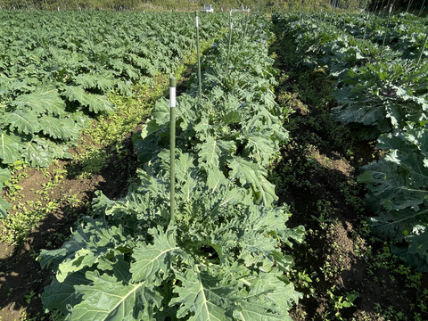 冬の恵 「プチヴェール」2〜3種ミックス80g×5袋