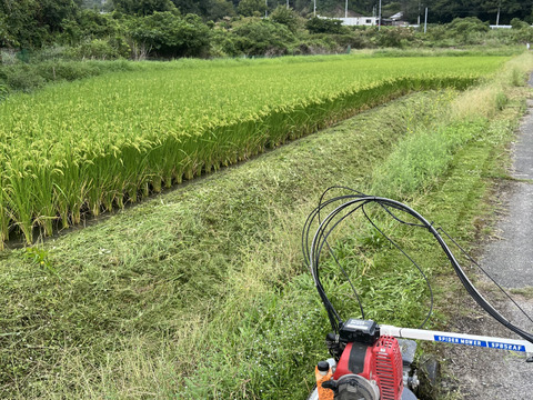 れんげ緑肥栽培 朝日米 玄米20㎏『総重量梱包材込』