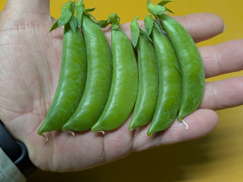 シャキシャキ甘い！沖永良部島産スナップエンドウA品　１キロ