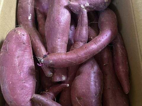 【今期最後】訳あり！　シルクスイート　10kg