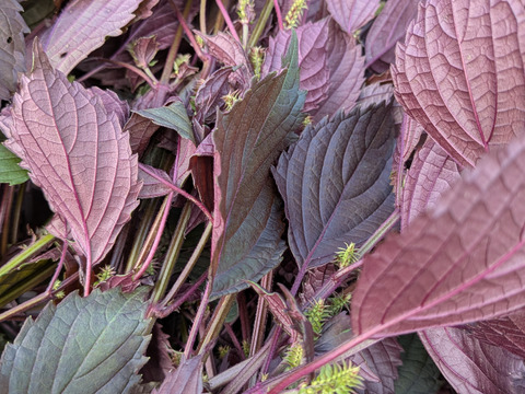赤紫蘇の茎付きの葉５本以上（約25cmほどのもの）☆梅干し作りに☆赤紫蘇ジュースに☆農薬、除草剤、化学肥料不使用☆※チルド発送