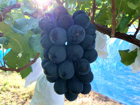 ナガノパープル＆シャインマスカットセット(各1房、合計1.2kg超)