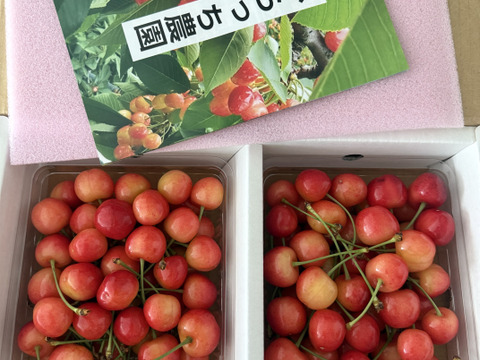 【発送は６月上旬～】さくらんぼ 佐藤錦３５０ｇ×２「訳ありですが味に自信あり!!」