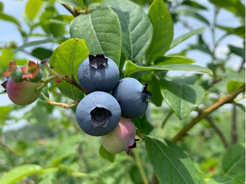 【生食用】知多半島産わくわくファームの新鮮ブルーベリー！　100g×5p