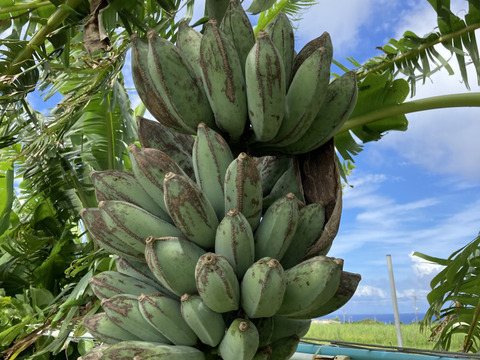 【収穫真っ盛り！】沖縄産バナナ1.5kg❗️注目の新鮮採れたて！