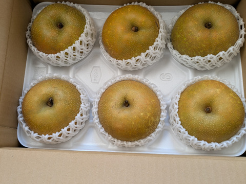 マリリンさま専用② 8kg 自然農法　栃木県　完熟　6月下旬発送！ 媛まどんな Aセット（5～8個前後）-贈答用 | のま果樹園