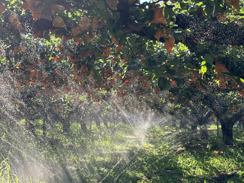 二十世紀梨　5キロ