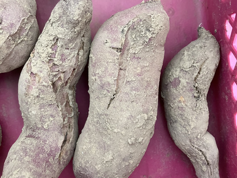 先着1名様！訳あり自然栽培シルクスイート2kg