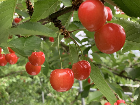 【贈答、プレゼント用】数量限定‼︎手詰め‼︎佐藤錦発祥の地。山形県東根産佐藤錦