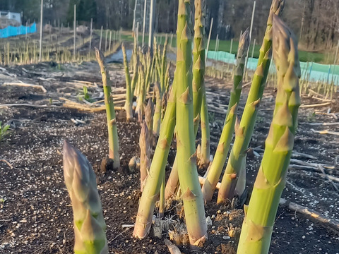 北海道十勝産『ばんばの堆肥で育てたアスパラ』グリーン【L～２L／800g】幸運の『馬蹄』さがしも楽しめるギフトBOXでお届け🍀
