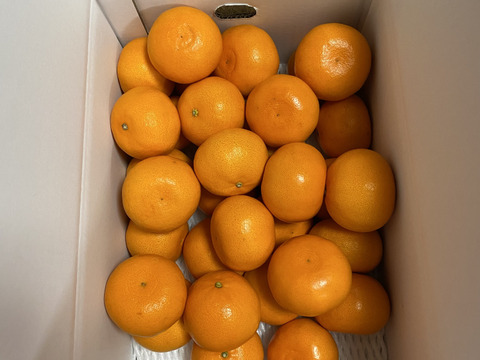 これぞまさに！【柑橘の大トロ👑】果汁溢れる💓ハウスせとか”お得なMサイズ”✨箱込5kg