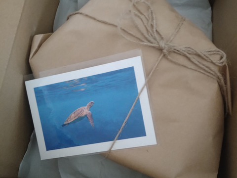 食べて磨ける【夜光貝】1個 2.1Kg（殻付き）