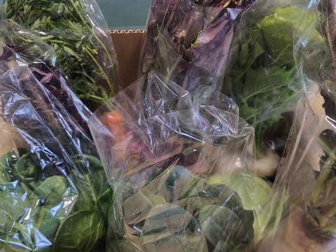 2026年も！畑から直送! 野菜ソムリエ農家　旬のカラフル野菜セット(約7,8品目)