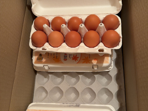 １０個入れパック入り国産鶏種もみじの新鮮たまご36個(４０個入り４個割れ保障,１０個入り４パック)