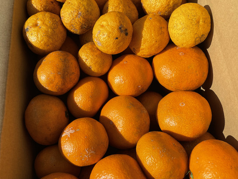 😊【訳あり】甘味と程よい酸味の藤中みかん4㎏香り際立つユズ1㎏〈セット〉5㎏