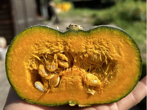 【秋の収穫祭 ハロウィン企画 数量限定】有機JAS 南阿蘇産さつまいもハロウィンスイート（3kg） x 坊ちゃんかぼちゃ（500g以上 x 2個）